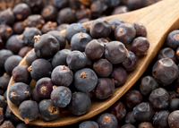 Dried Whole Juniper Berries