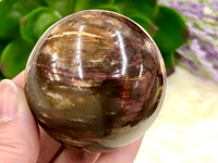 Petrified Wood Sphere 53mm TK - Third Eye & Root Chakra Stone