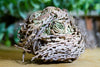 Rose of Jericho -Spiritual Plant- Manifestation - Good Luck- Prosperity - Resurection - Witchy Tools - St. Mary&#39;s Flower - Mary&#39;s Flower