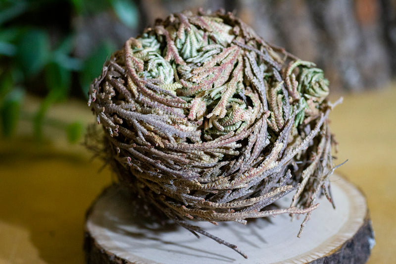 Rose of Jericho -Spiritual Plant- Manifestation - Good Luck- Prosperity - Resurection - Witchy Tools - St. Mary's Flower - Mary's Flower