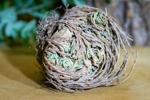 Rose of Jericho -Spiritual Plant- Manifestation - Good Luck- Prosperity - Resurection - Witchy Tools - St. Mary&#39;s Flower - Mary&#39;s Flower