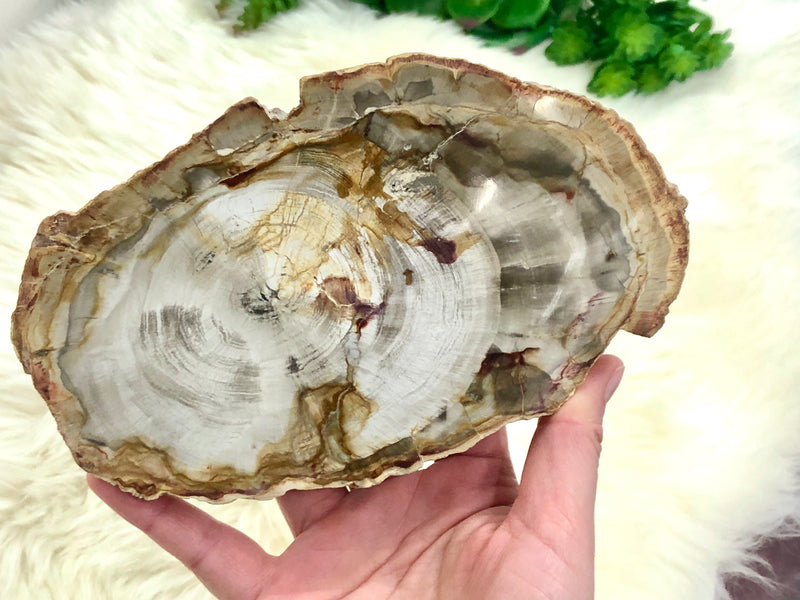 Petrified Wood Slab Slice Stone Crystal 165mm HQ