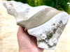 White Gray Ocean Jasper Freeform Flame 178mm FF