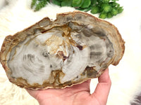 Petrified Wood Slab Slice Stone Crystal 165mm HQ